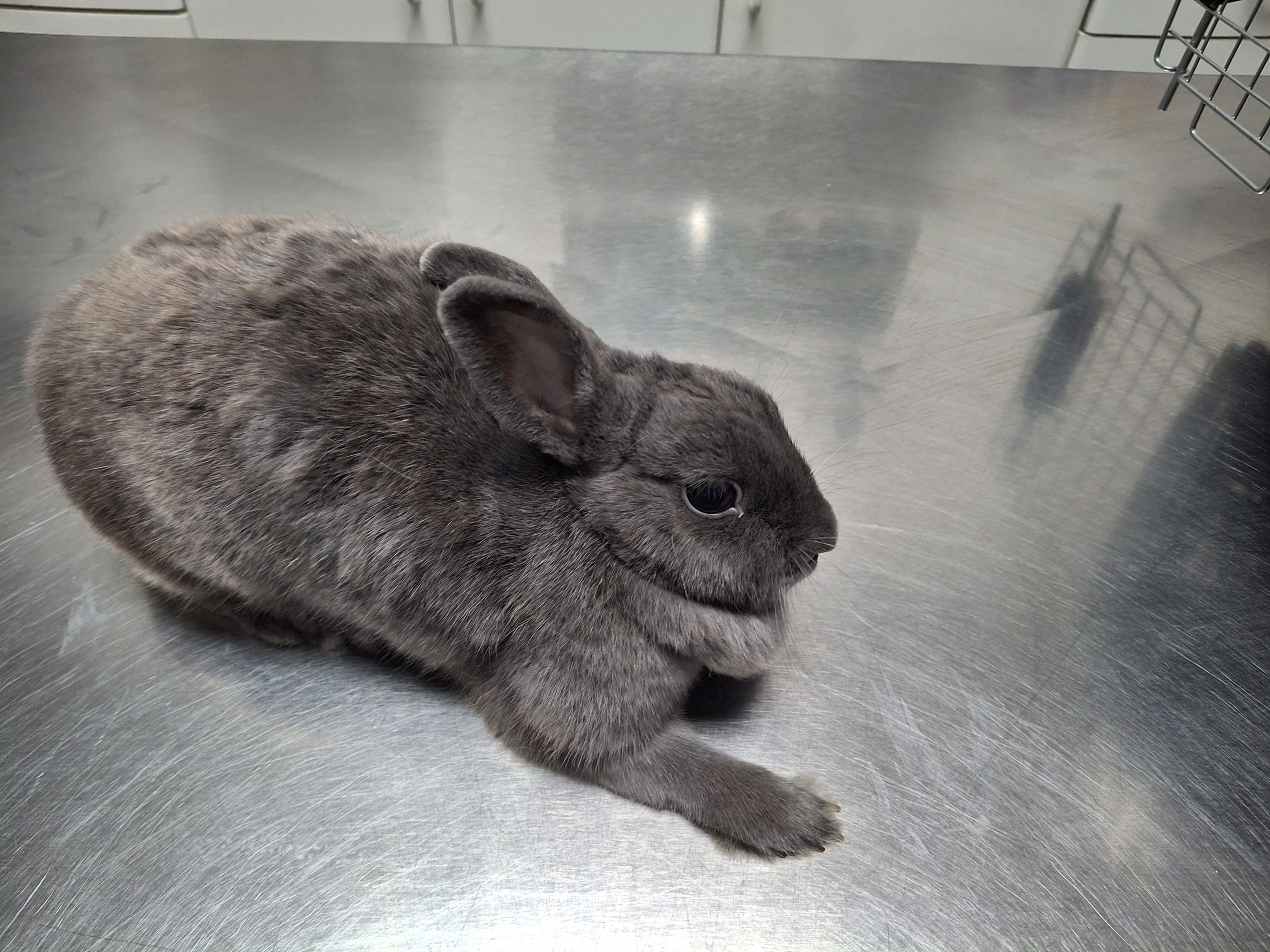 conejo en consulta veterinaria