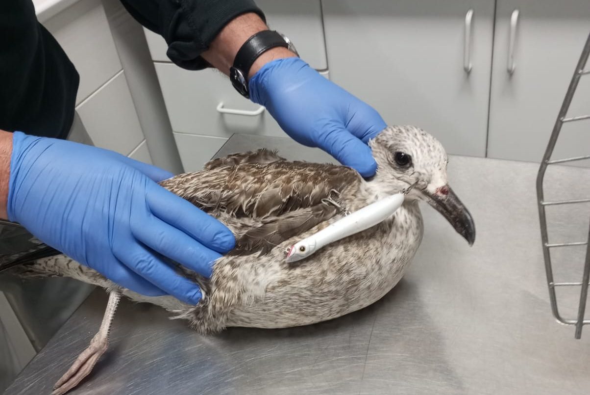 gaviota atrapada en anzuelo de pesca