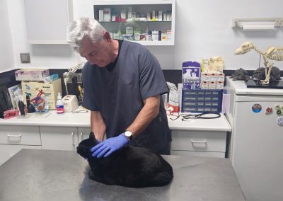 gato en consulta veterinaria