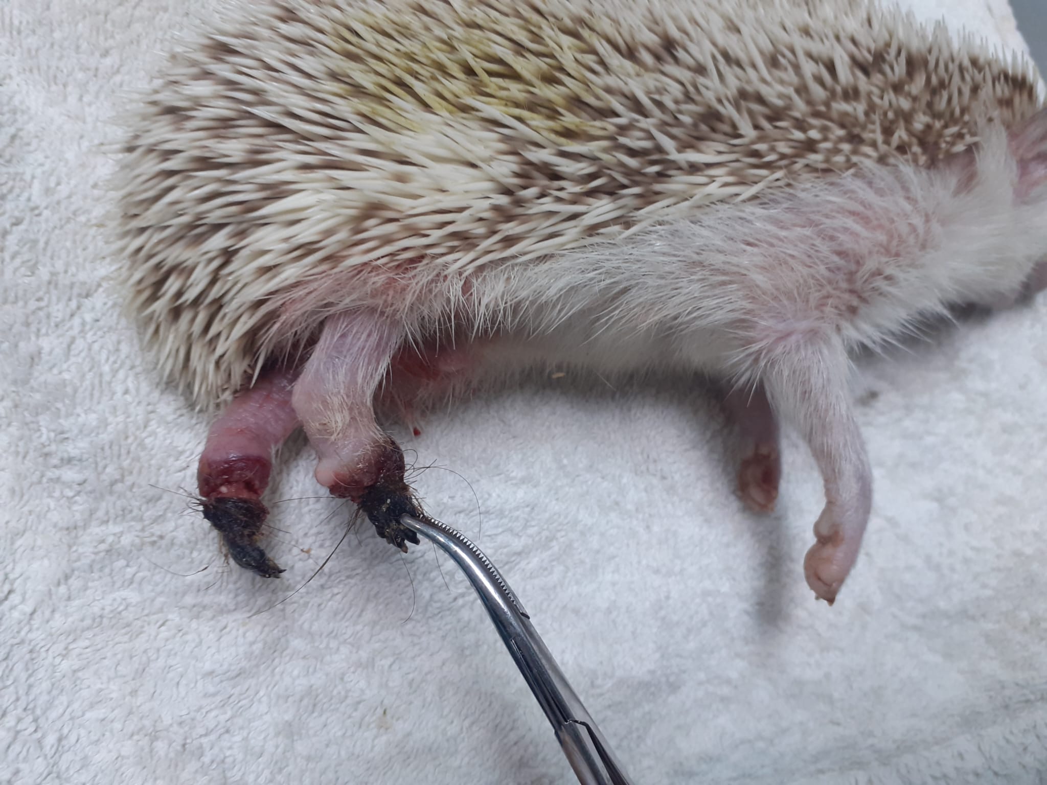 operacion erizo patas traseras